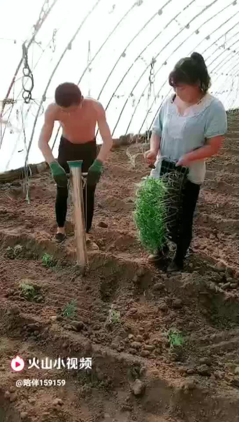 多功能移栽机单垄单行