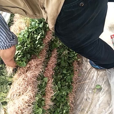 滕飞红薯苗