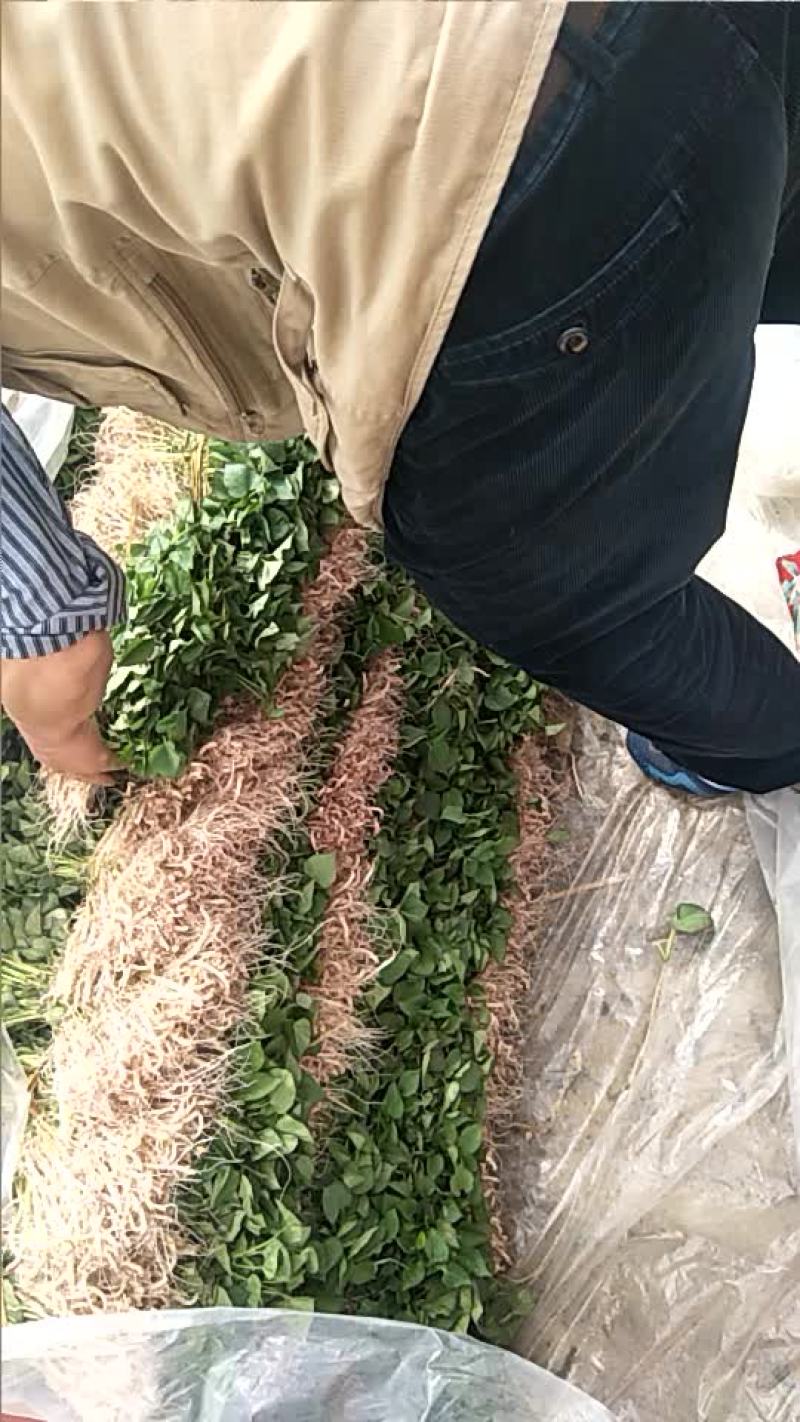 滕飞红薯苗