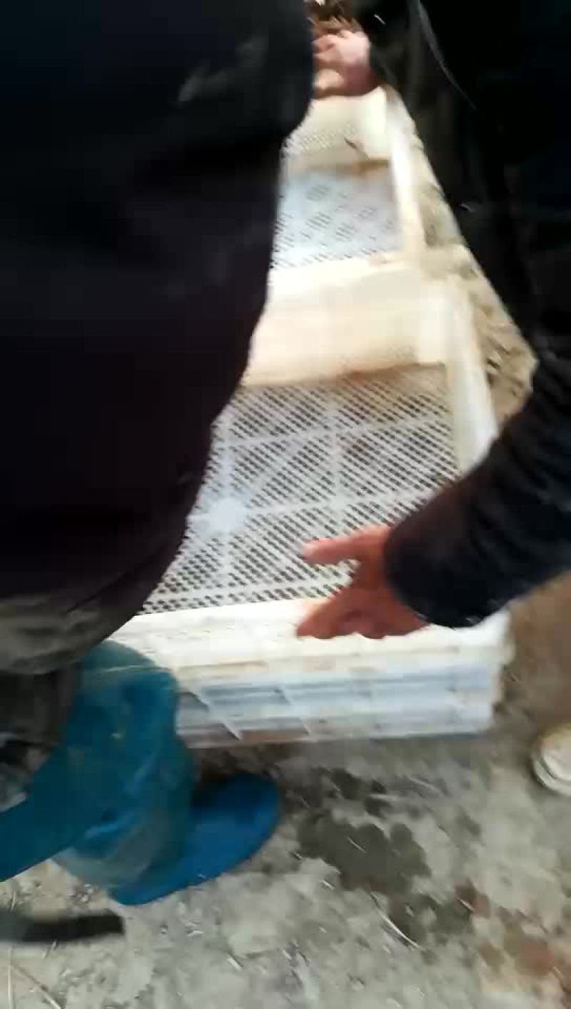 克氏原螯虾2-4钱（10-20克）活虾小龙虾主养