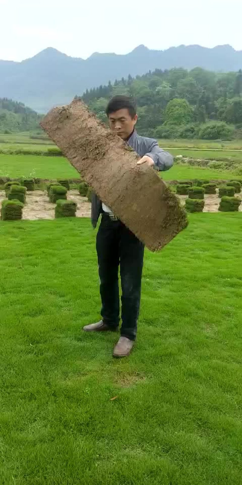 马尼拉草皮3oX1oo