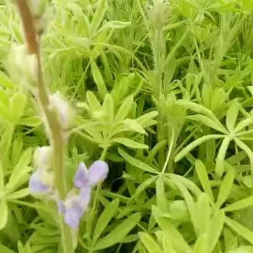 鲁冰花小苗羽扇豆苗盆景盆栽园林路边绿化