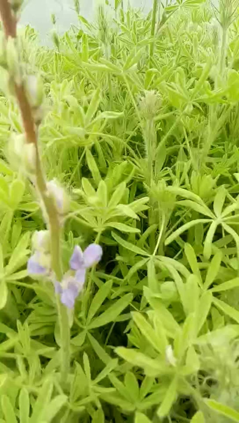 鲁冰花小苗羽扇豆苗盆景盆栽园林路边绿化