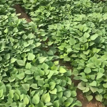 龙薯9