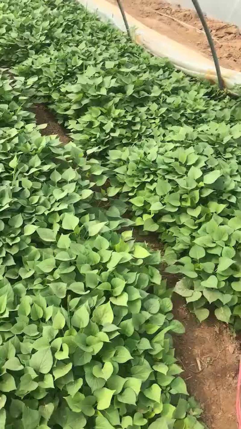 龙薯9