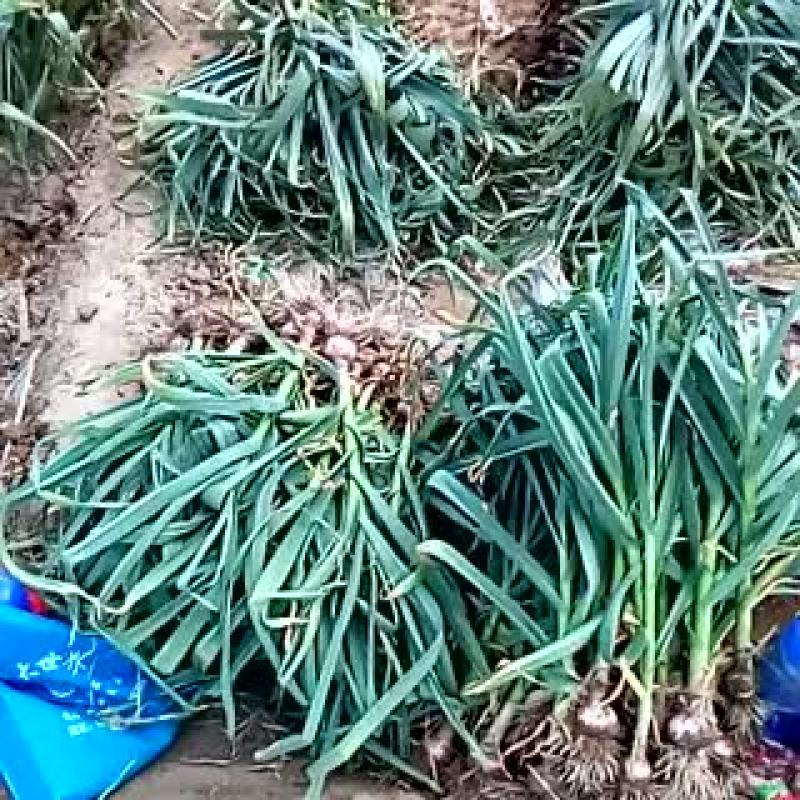 大蒜5cm鲜蒜