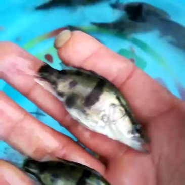 水母