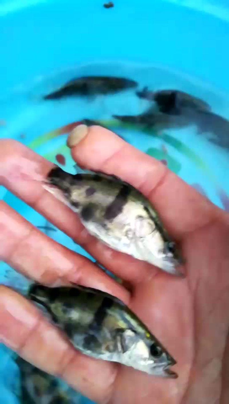 水母