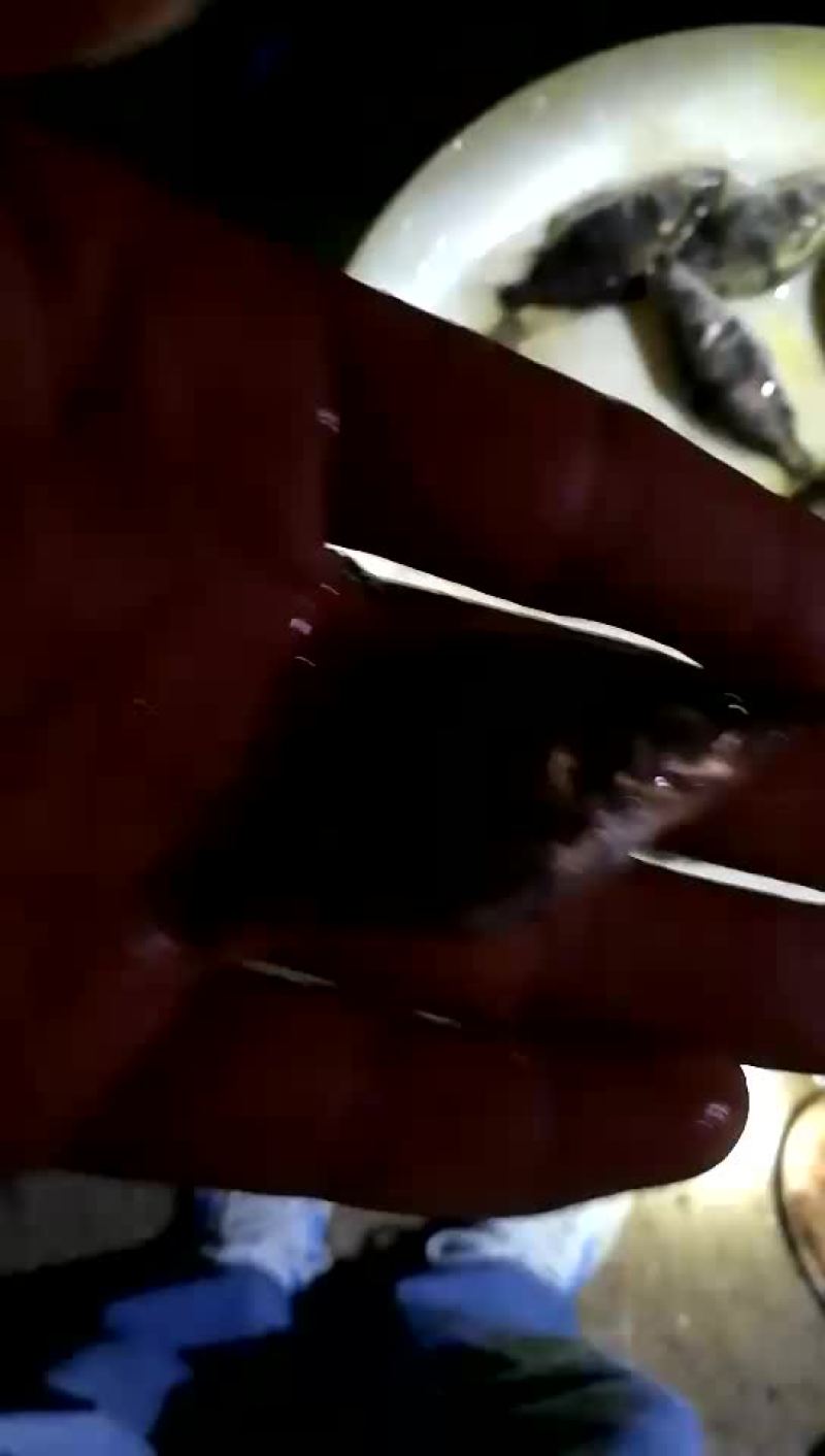 水母