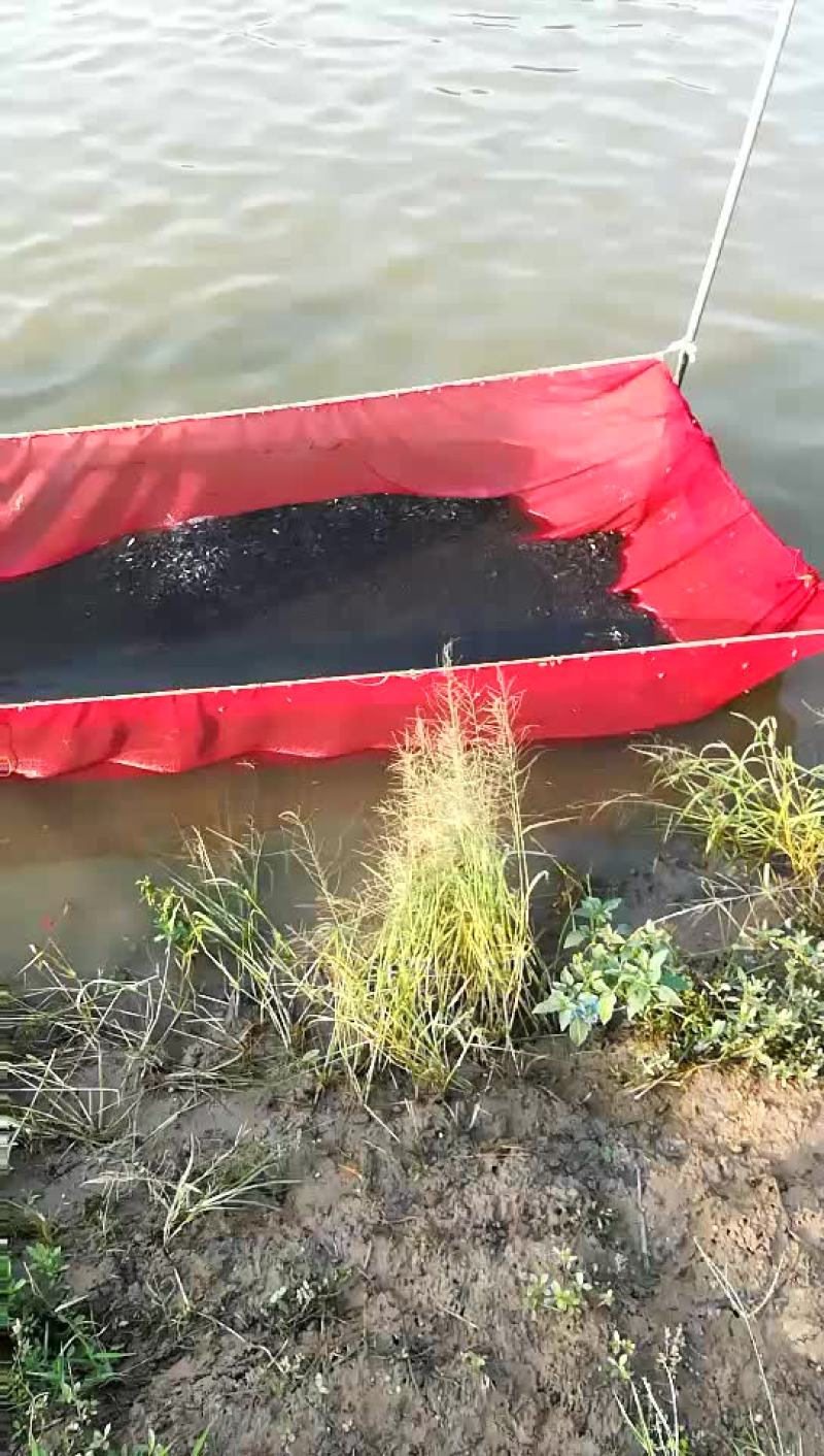 水母