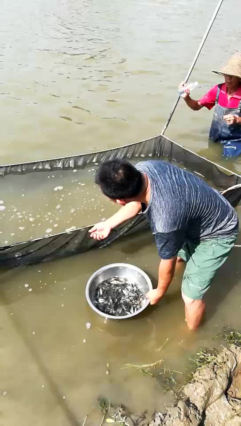 水母