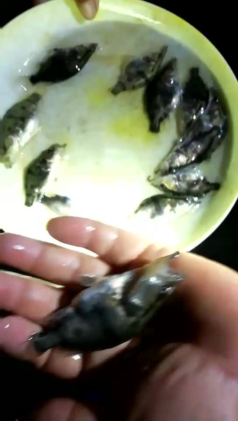 水母