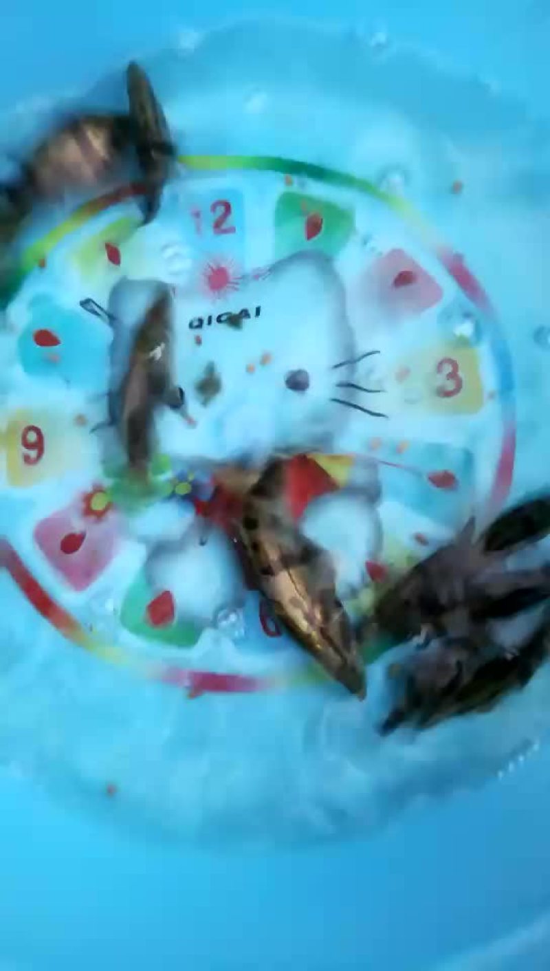 水母