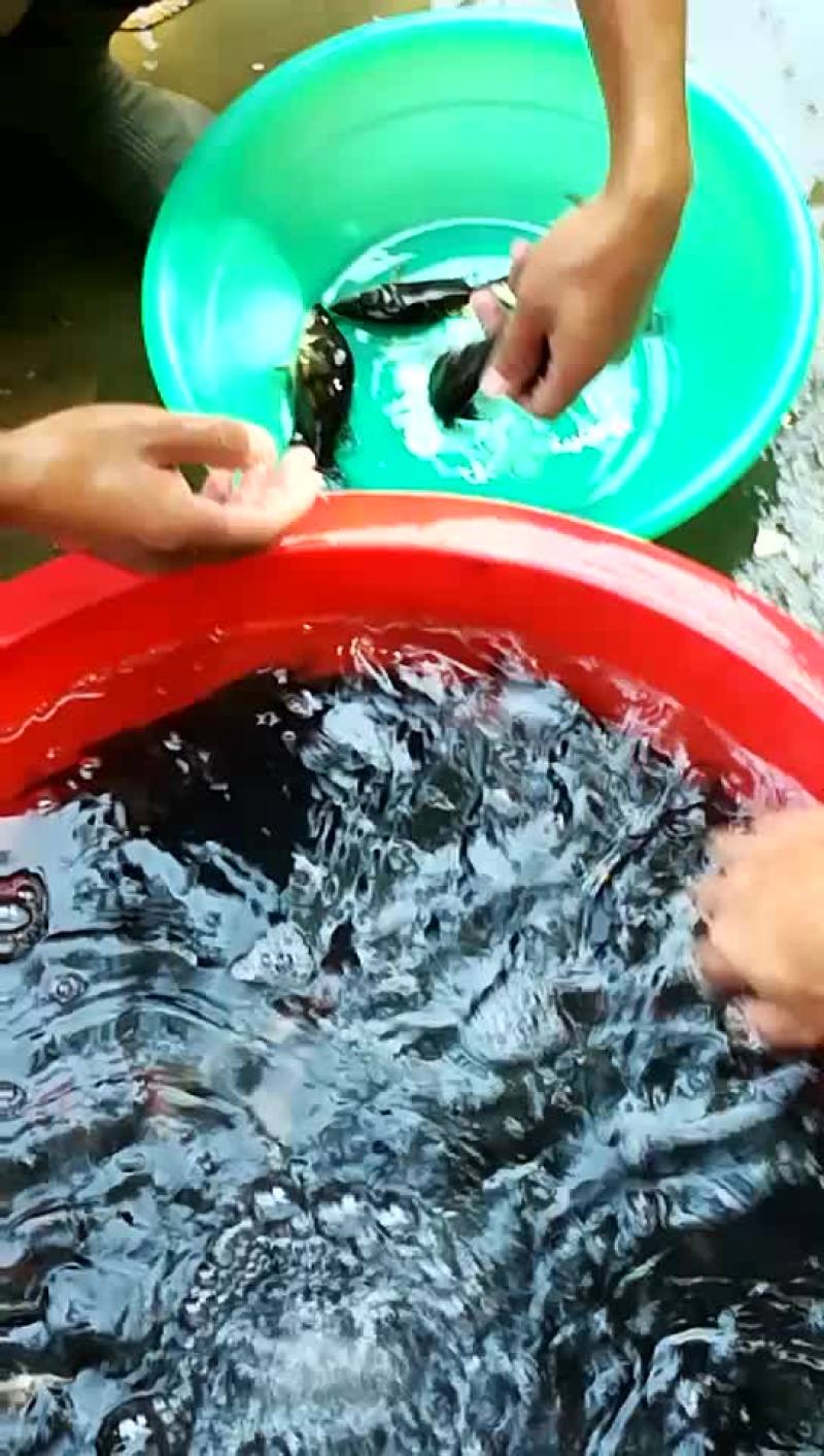 水母