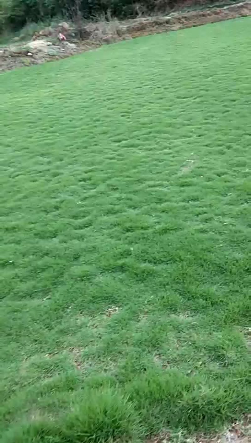 马尼拉草坪