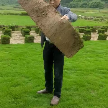 马尼拉草坪