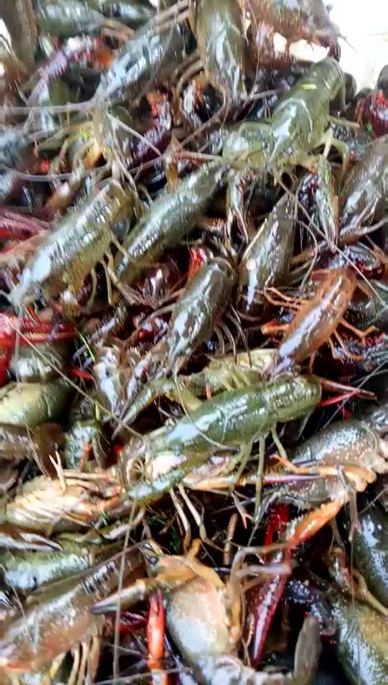 克氏原螯虾4-6钱（20-30克）活虾小龙虾主养