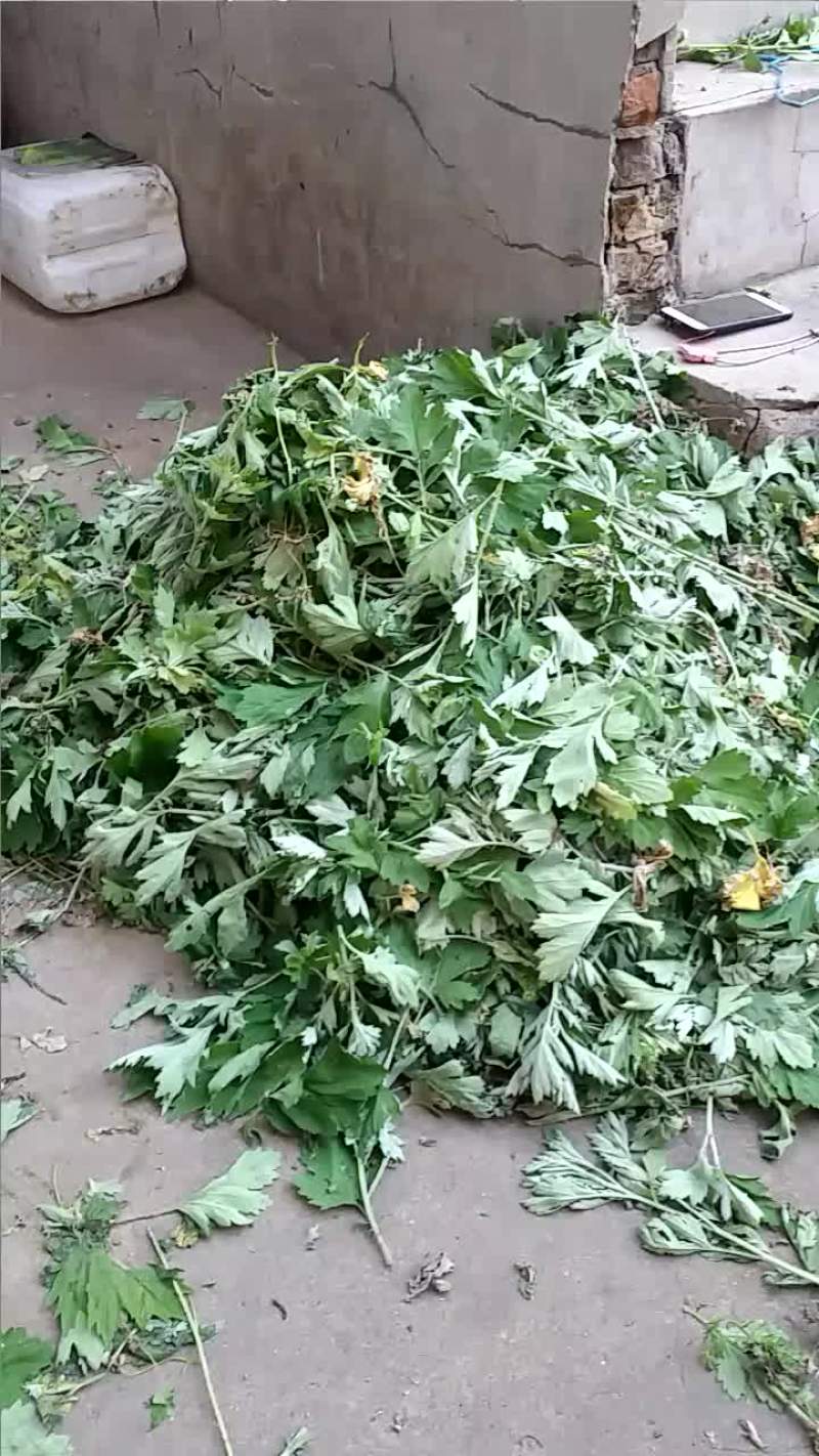 艾叶