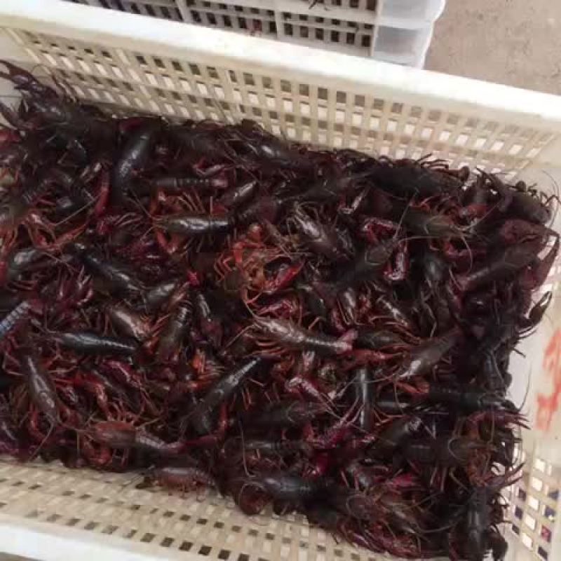 龙虾234，456，678，泡头各种都有