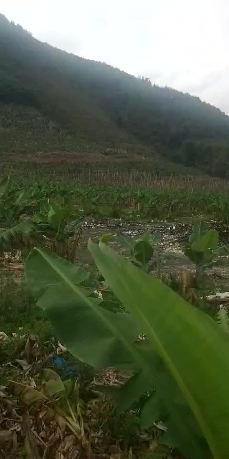 果园转让10年以下101~1000亩