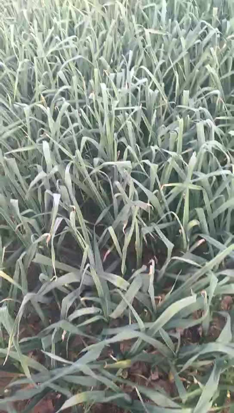 蒜薹通货60~70cm