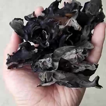 春季末茬黑木耳，价格优惠