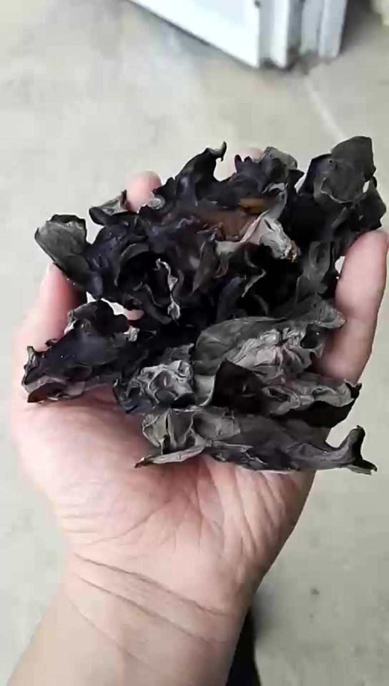春季末茬黑木耳，价格优惠