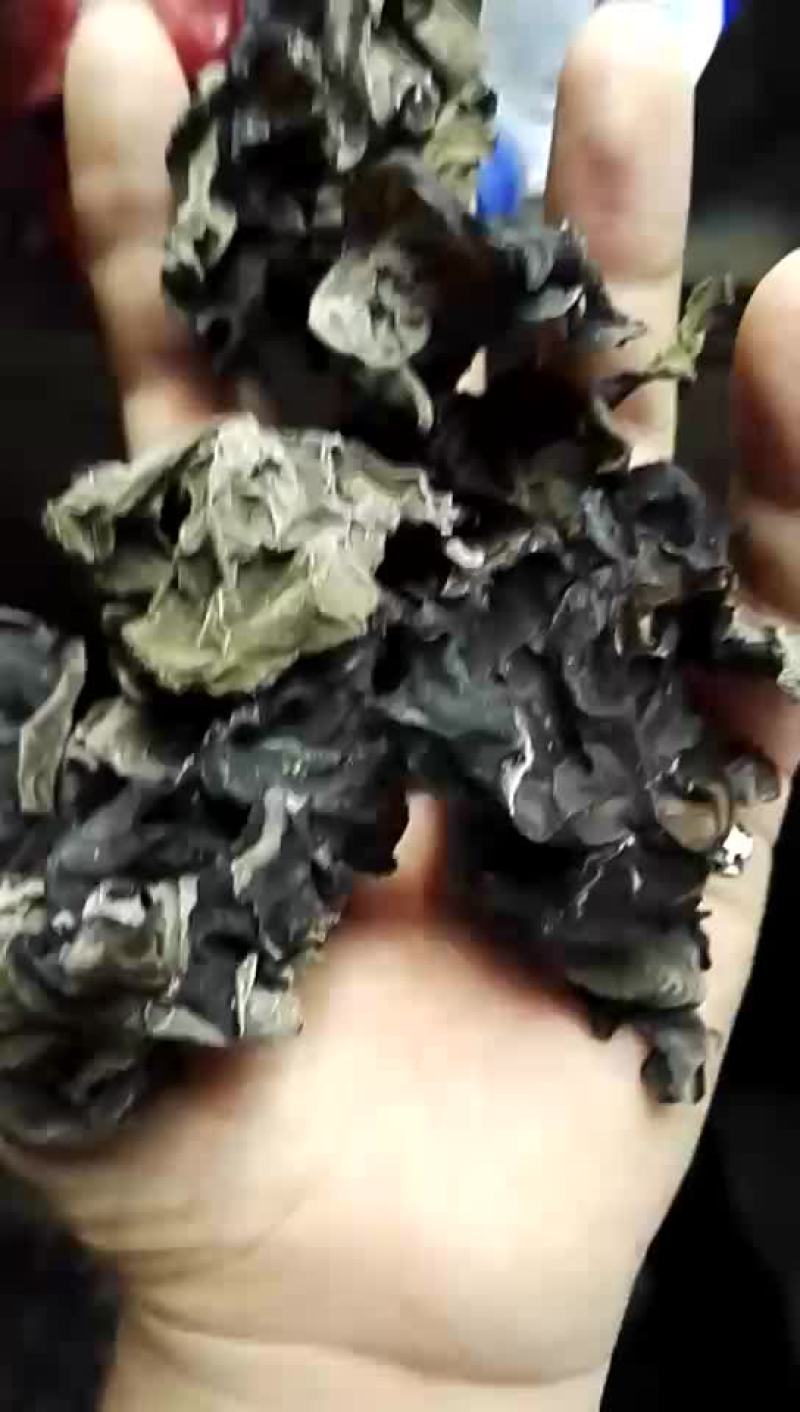 春季末茬黑木耳，价格优惠