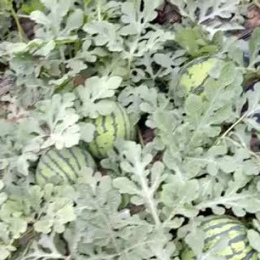 8424西瓜6斤打底8成熟1茬