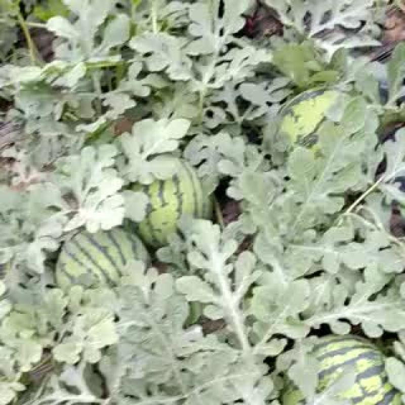8424西瓜6斤打底8成熟1茬