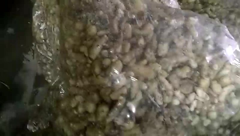 生姜保鲜倒姜巴一两到四两
