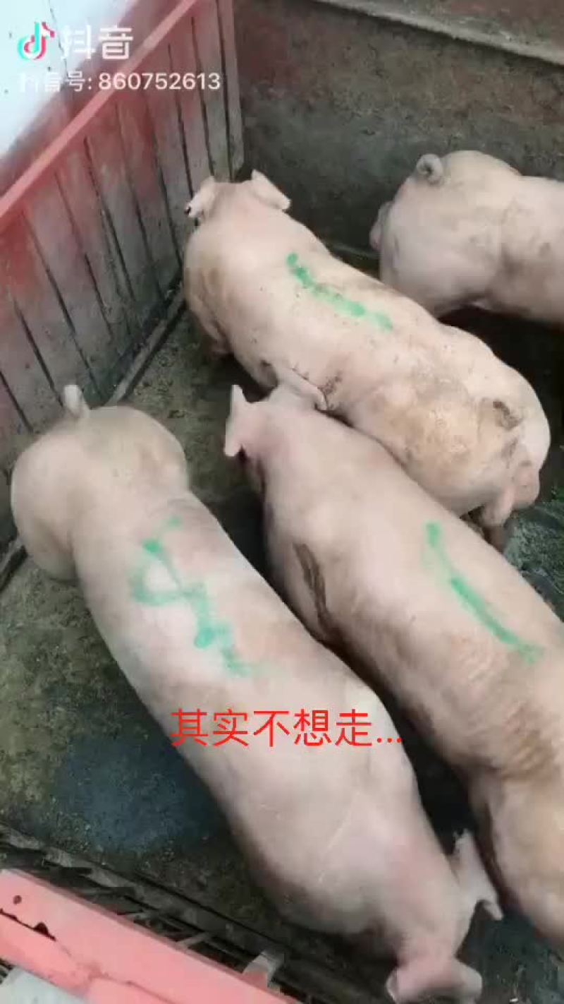 新美系种猪25~35kg