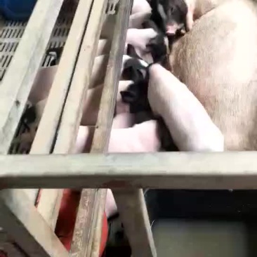 出售巴马香猪苗价格低野猪苗
