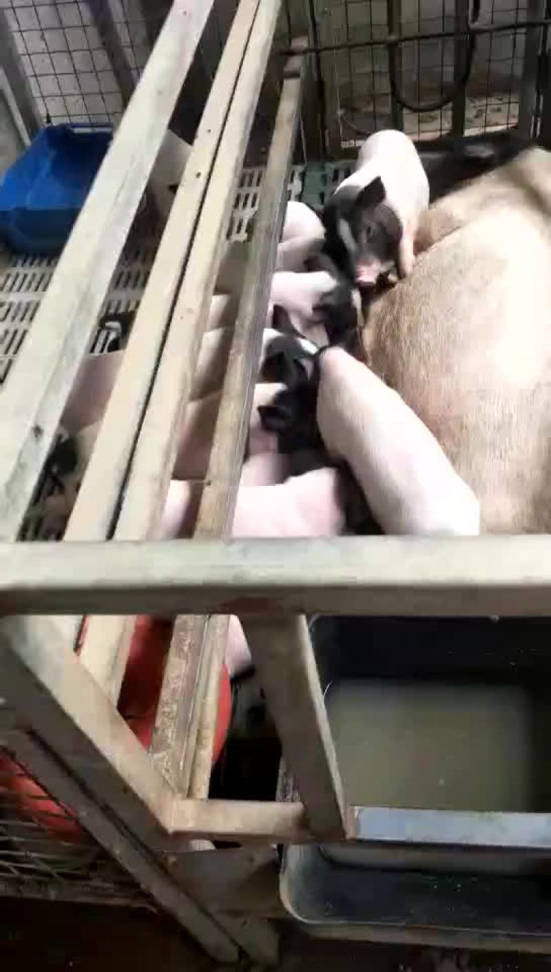 出售巴马香猪苗价格低野猪苗
