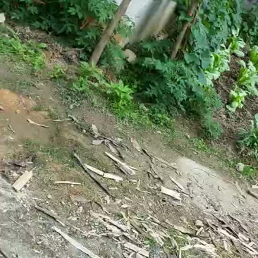 畜牧养殖用地转让