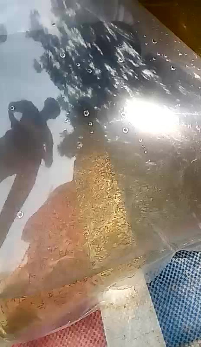 草鱼水花