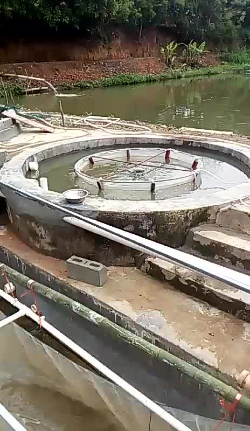 草鱼水花