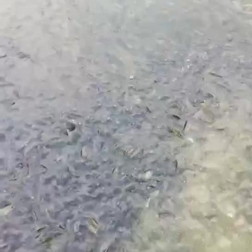 吉富罗非鱼活鱼