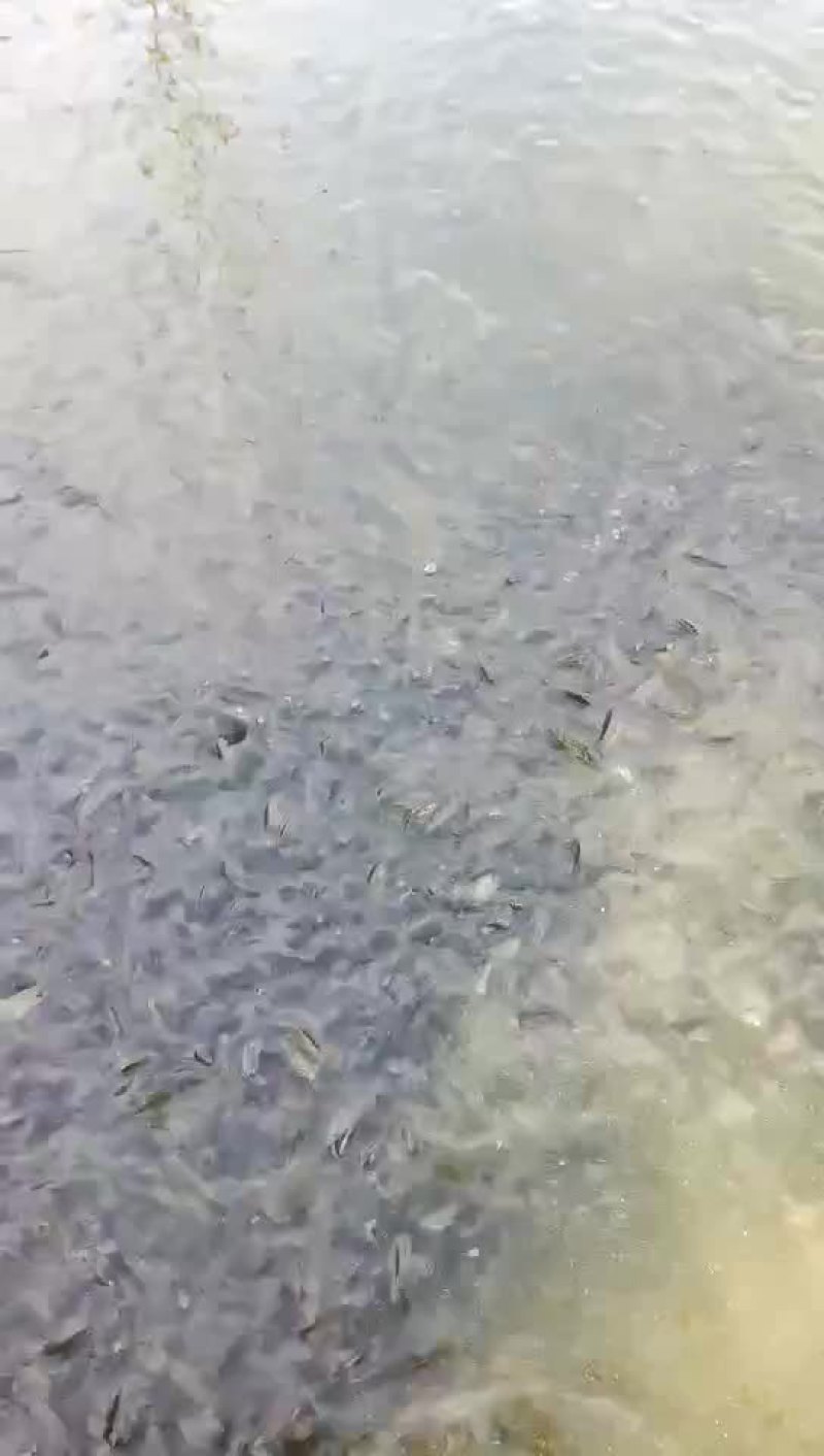 吉富罗非鱼活鱼