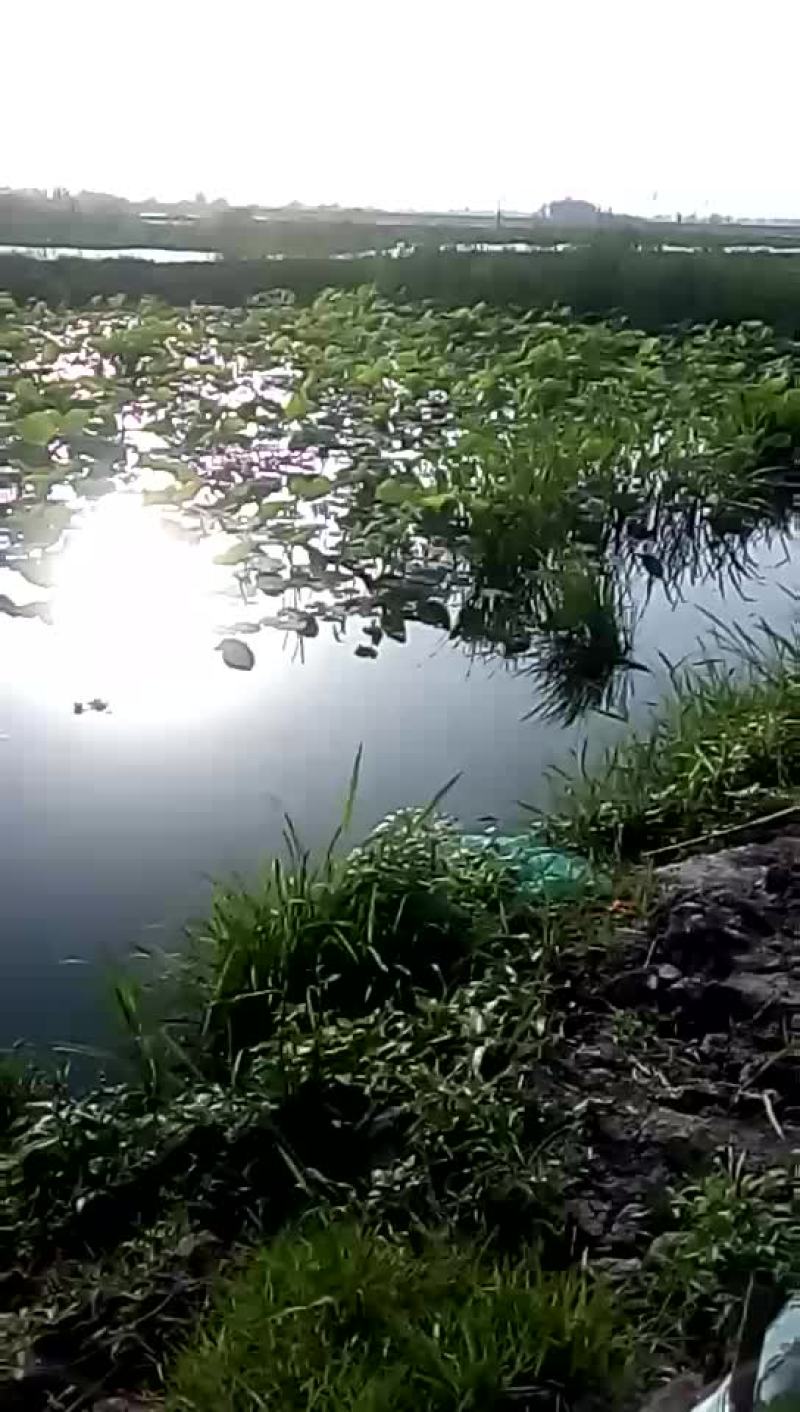 藕带