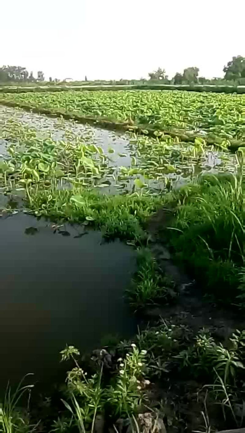 藕带