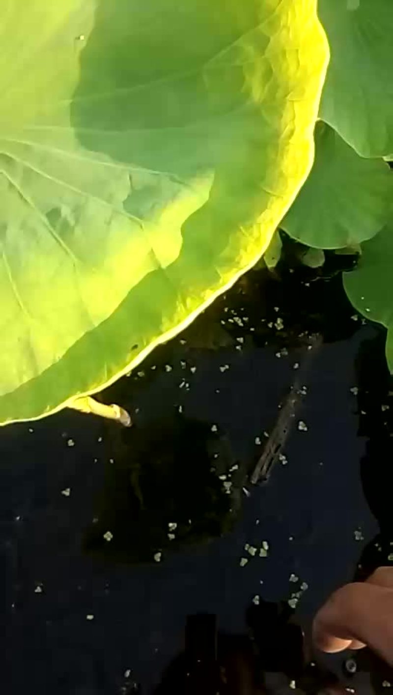 藕带