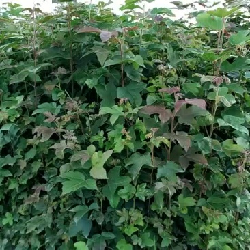 枫香三角枫