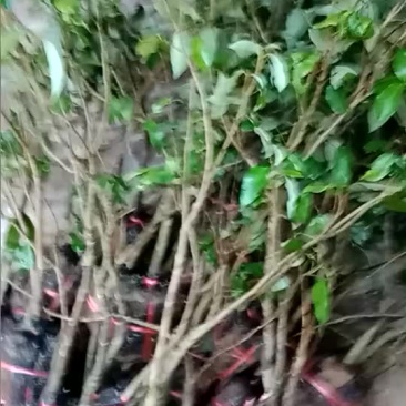 荔枝绿化苗龙眼绿化苗芒果树苗