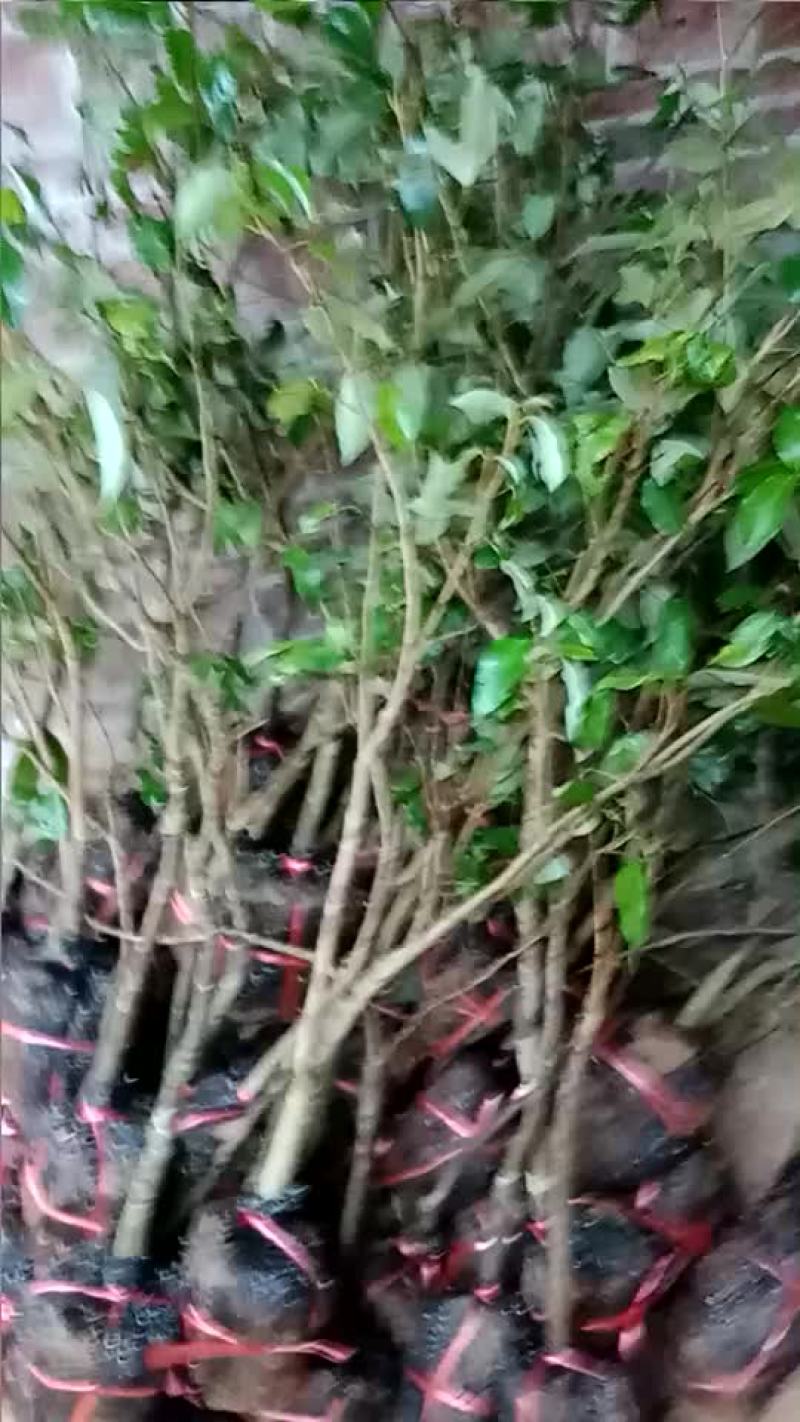 荔枝绿化苗龙眼绿化苗芒果树苗