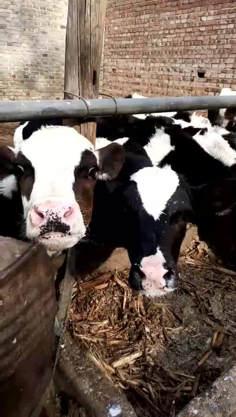 西门塔尔牛犊品种肉牛