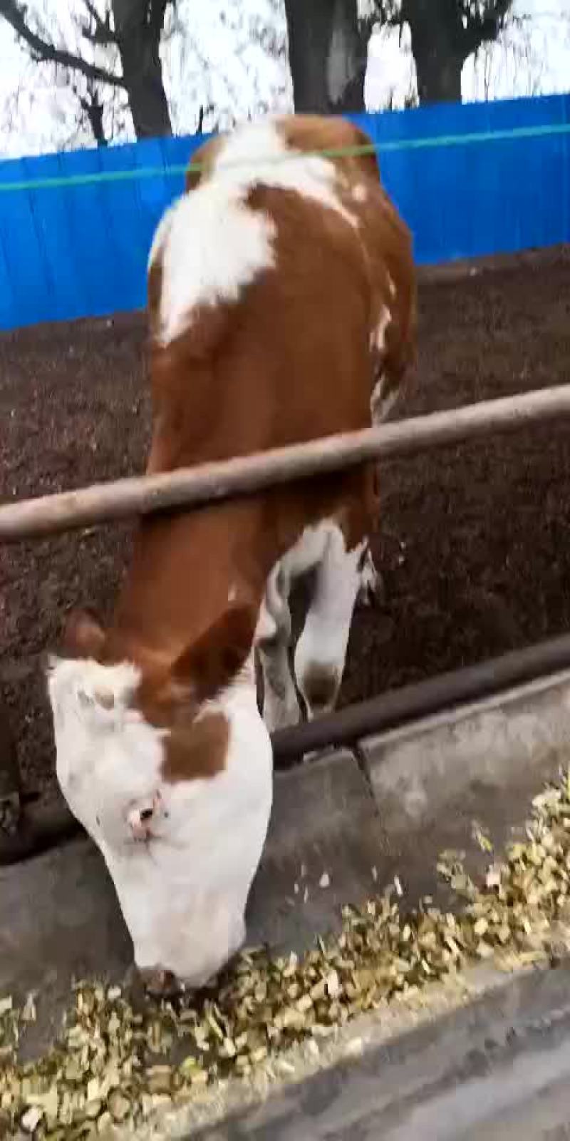 西门塔尔牛犊品种肉牛