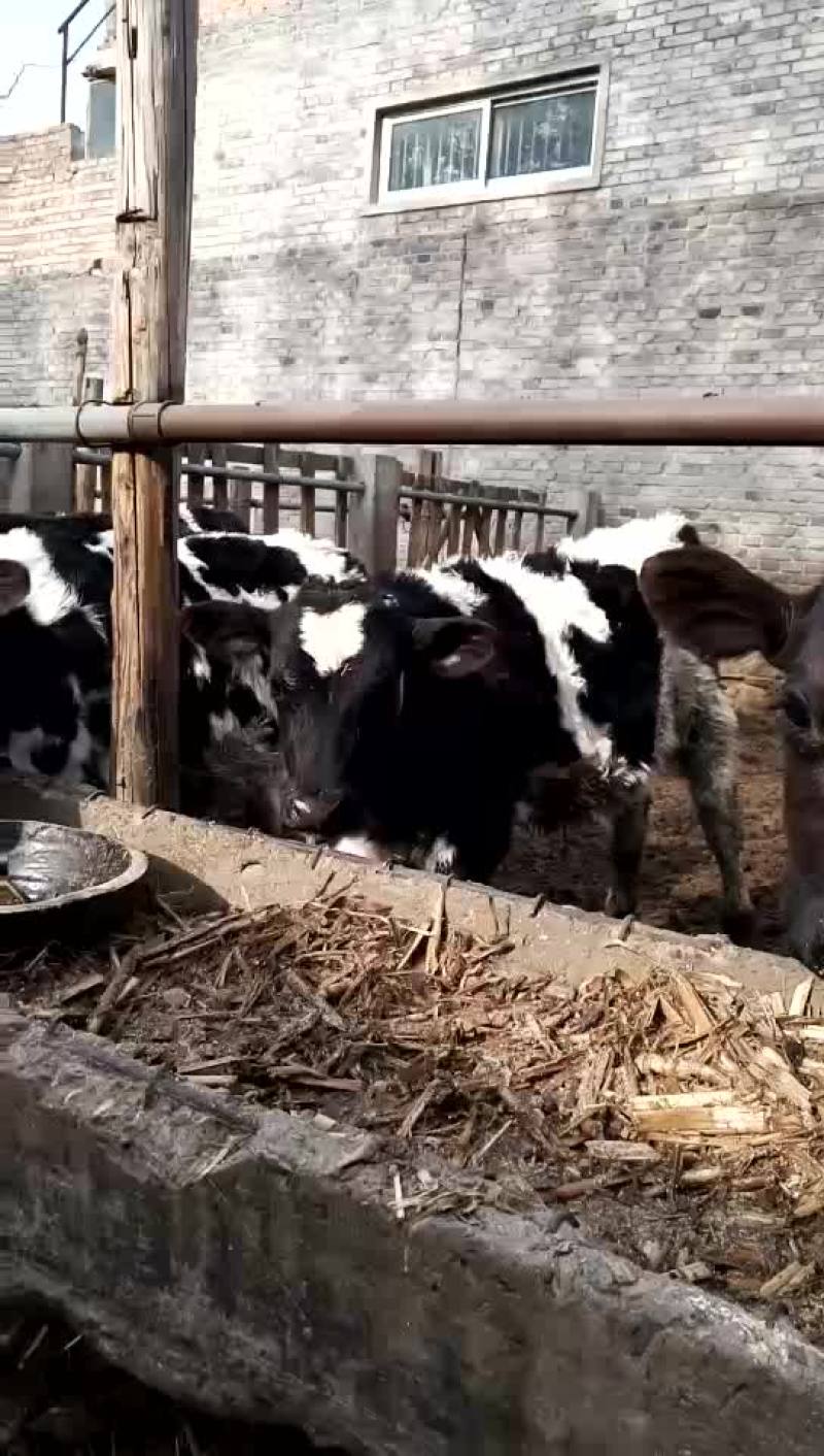 西门塔尔牛犊品种肉牛