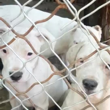 杜高犬公