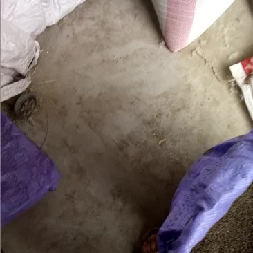 刚采的蒲公英籽纯新有要的联系